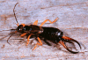 male european earwig