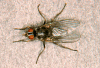 horn fly