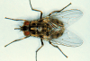 stable fly