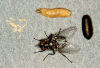 stable fly life cycle