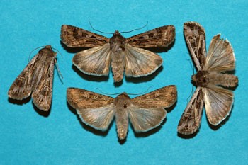 Moths of Army Cutworms