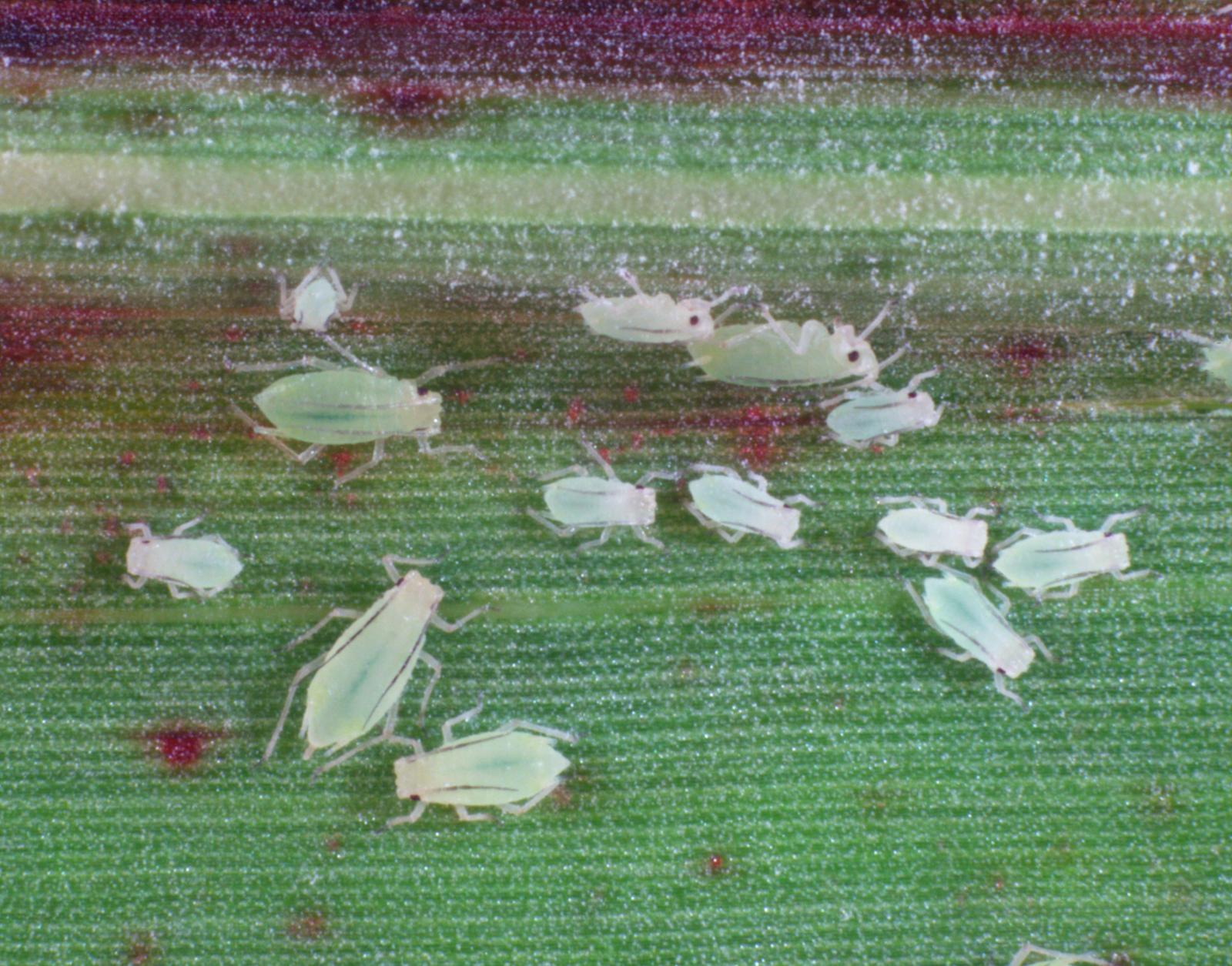 Aphids attach themselves to a leaf.
