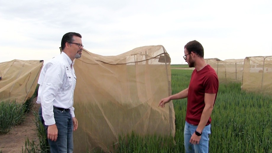 Dr. Jeff Bradshaw and intern Vinicius Zuppa discuss sawfly sightings at the net cages.