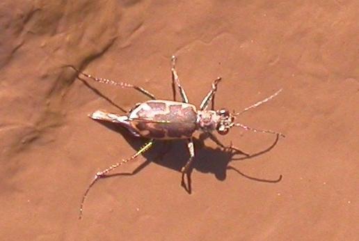 Salt Creek Tiger Beetle, located only in Lancaster County, Nebraska