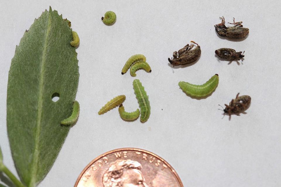 Alfalfa Weevils can damage alfalfa crops.