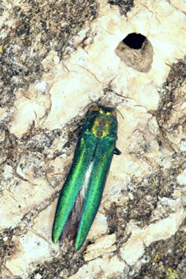 Emerald Ash Borer adult and d-shaped hole