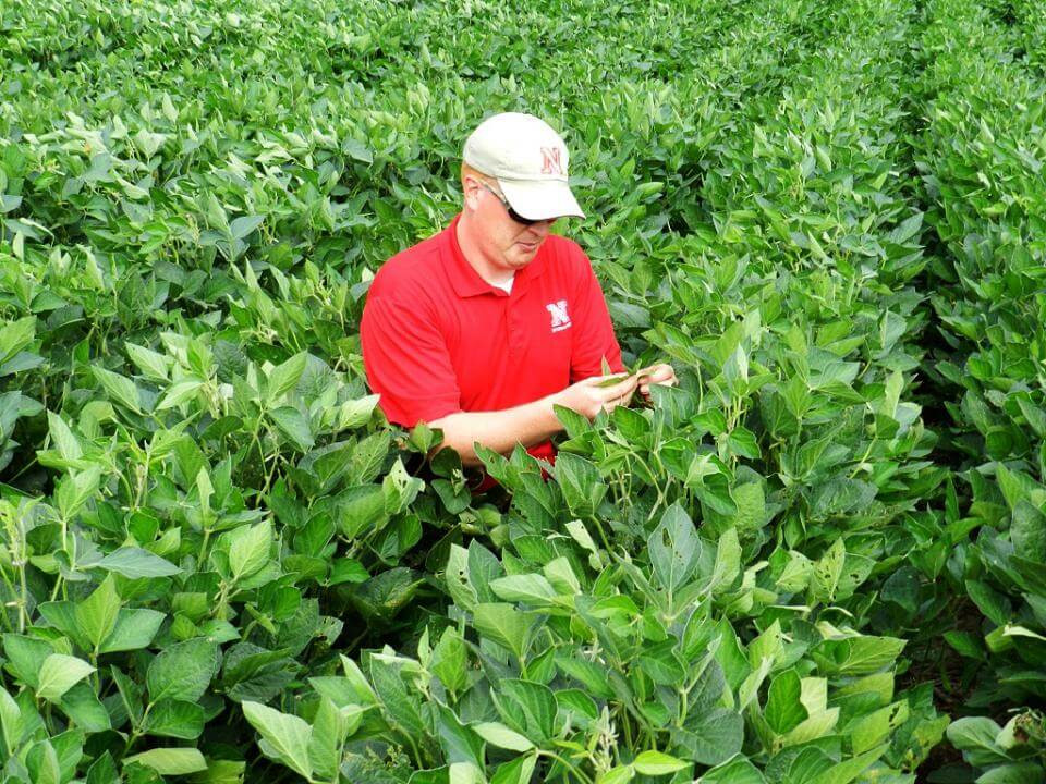 Wayne Ohnesorg checks soybeans for insect pests.