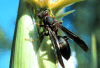 black paper wasp