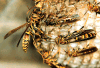 wasp nest close-up