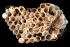 old wasp nest