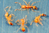 pharoah ants in sticky trap