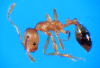 pharoah ant worker