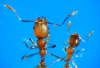 thief ant worker heads