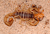 desert hairy scorpion eating