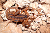 stripebacked scorpion feeding