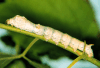 nearly mature silkworm