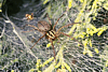 grass spider