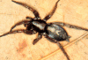 parson spider