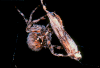 sod webworm moth