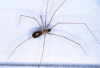 images/spiders/pholcus.gif