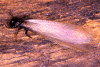 winged termite