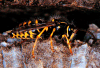 aerial yellowjacket worker