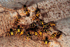 yellowjackets swarming at nest entrance