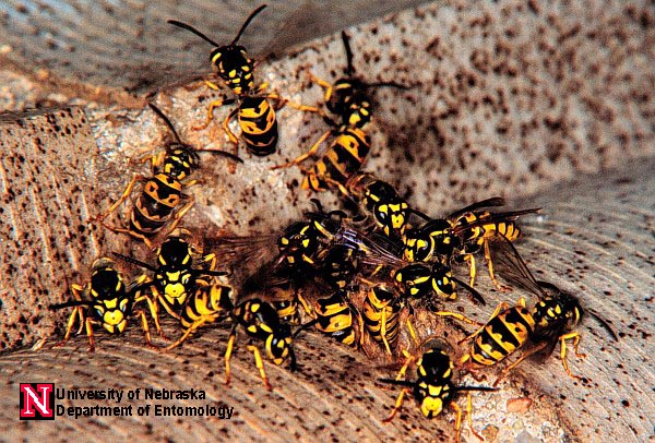 Yellowjackets | Entomology | Nebraska