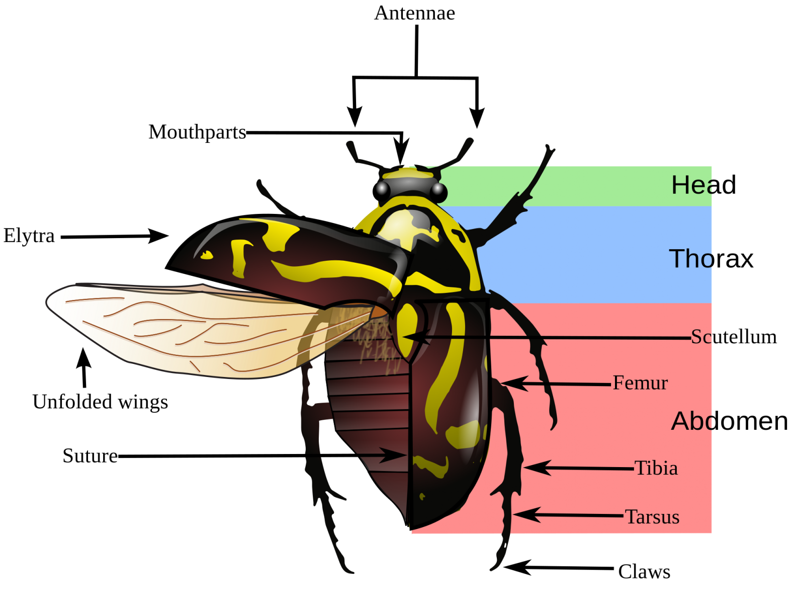 Beetle morphology