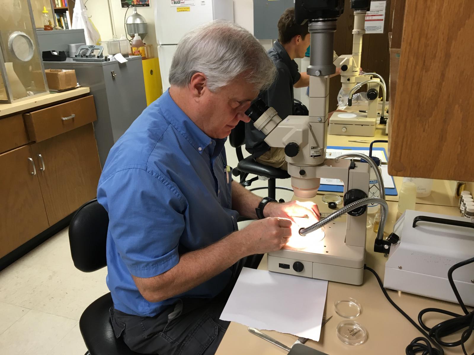 Insect ID lab