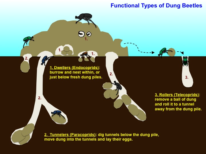 Types of dung beetles
