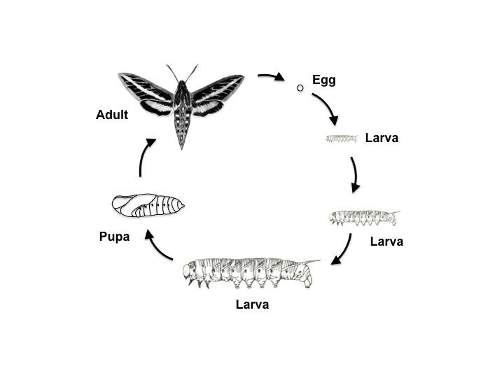 Hornworm lifecycle