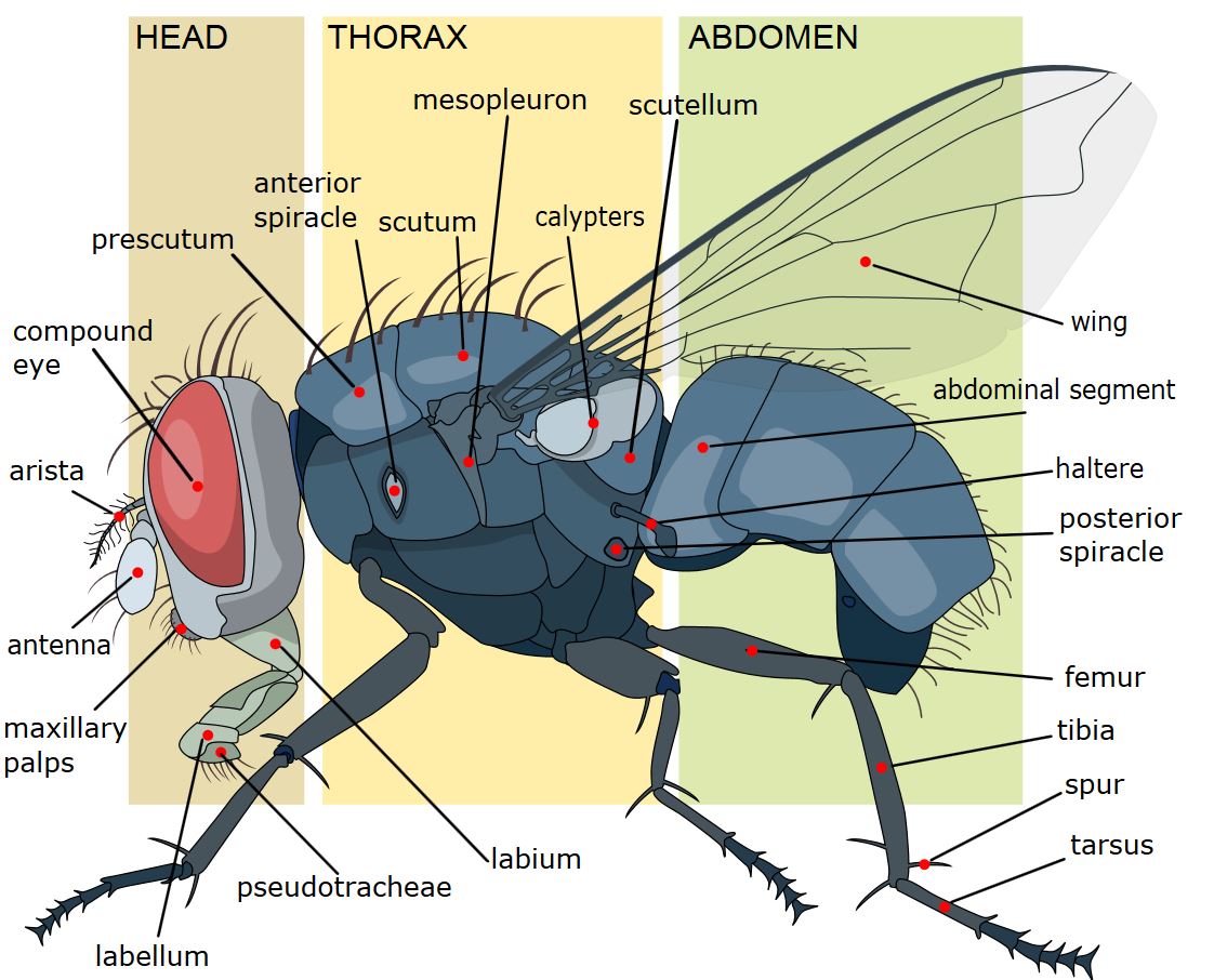 House fly anatomy