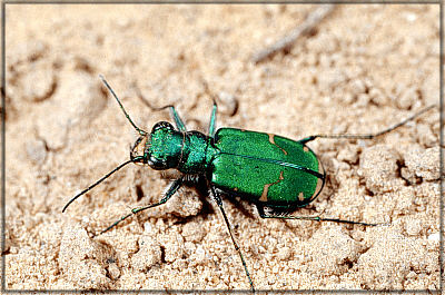 Claybank Tiger Beetle on tan gravel.