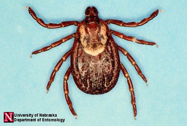 American Dog Tick Adult Female