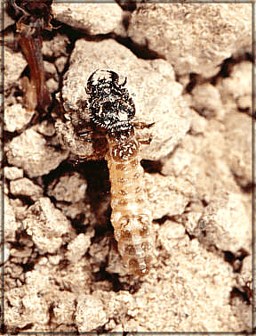 Tiger Beetle Larva