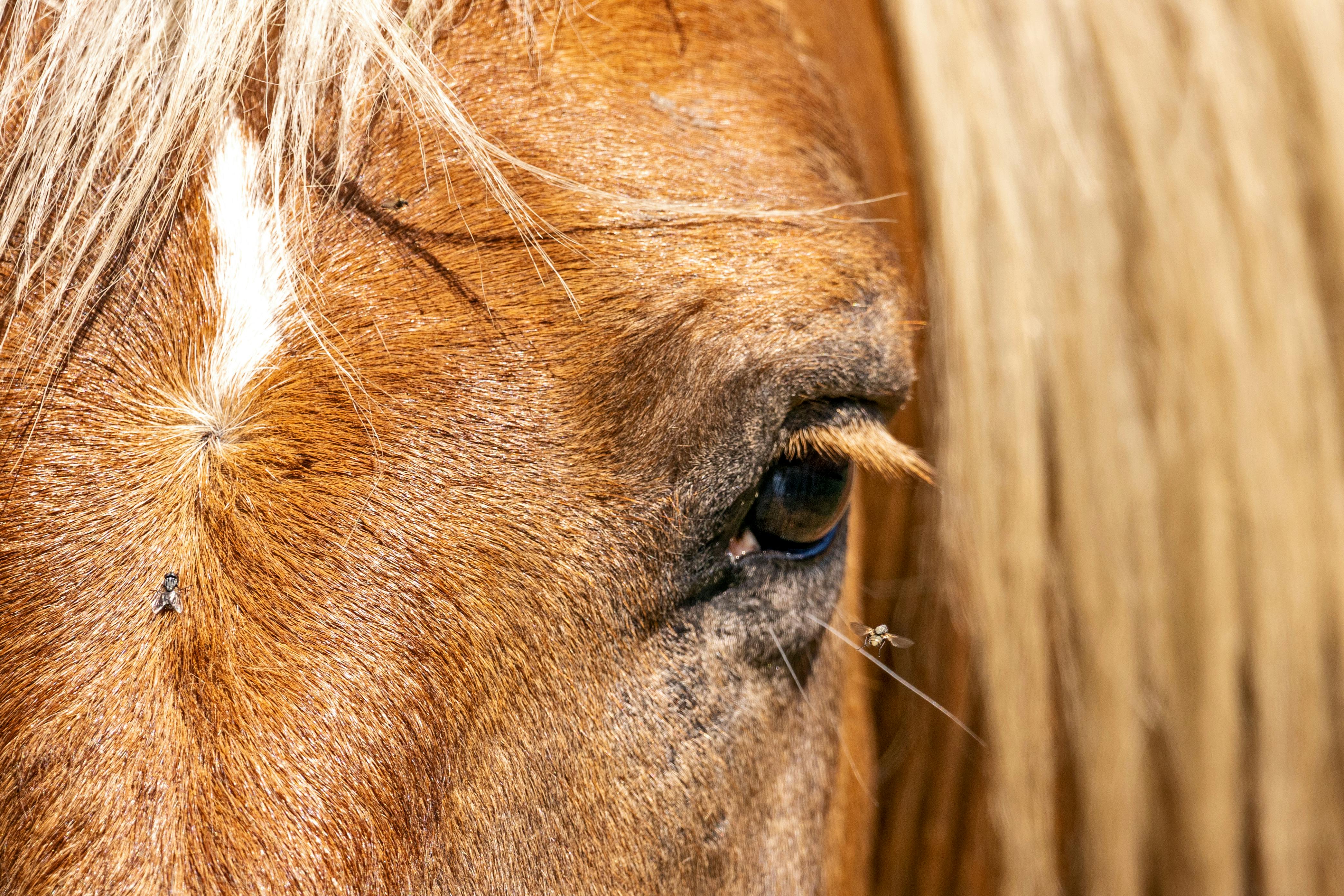 Horse face with fly on nose