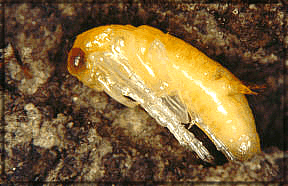 Tiger Beetle Pupa Stage