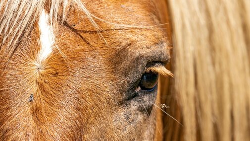 Horse face with fly on nose