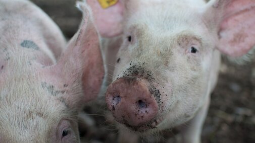 Baby pigs