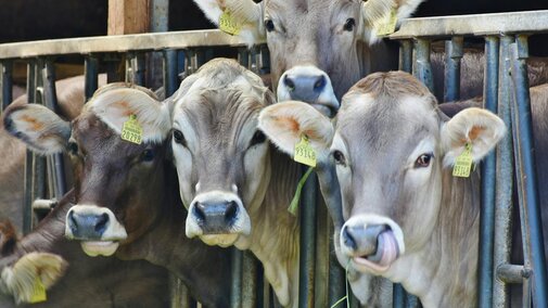 Cattle