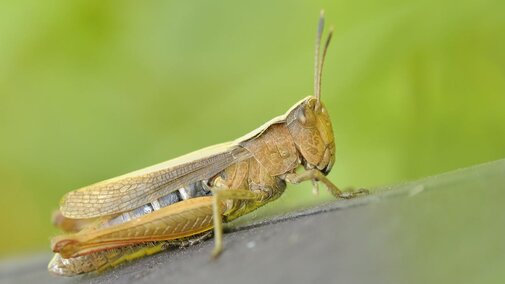 grasshopper