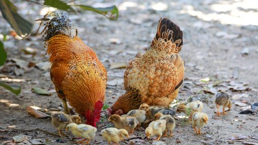 chickens and chicks pecking ground