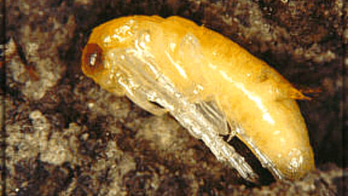 Tiger Beetle Pupa Stage