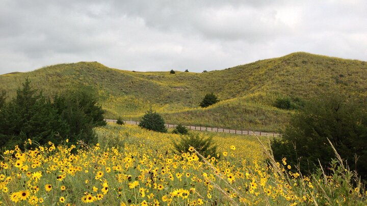 Nebraska landscape with wildflowers in the foreground