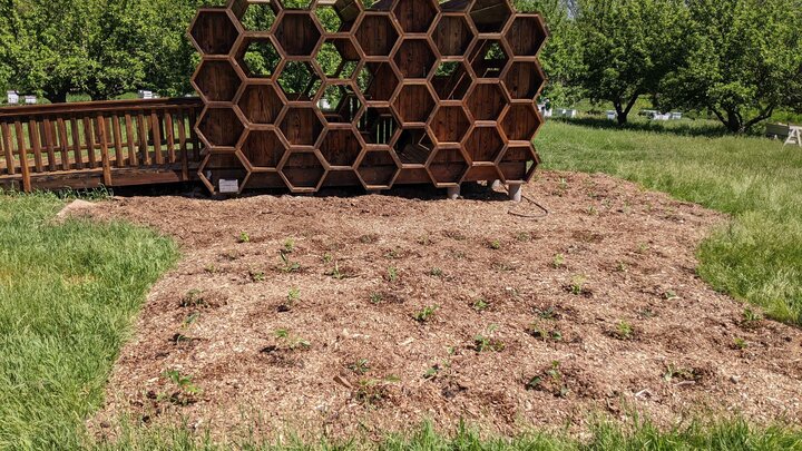 Pollinator Garden after remodeling