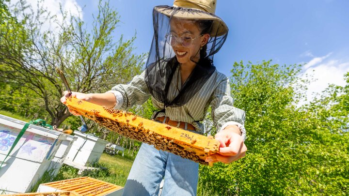 Paige Myers lifts a compartment of bees at the UNL Bee Lab