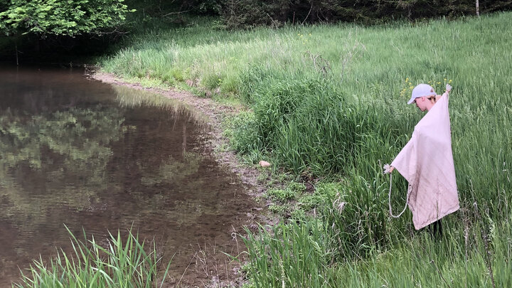 Nebraska student using cloth drags to gather ticks in a field.