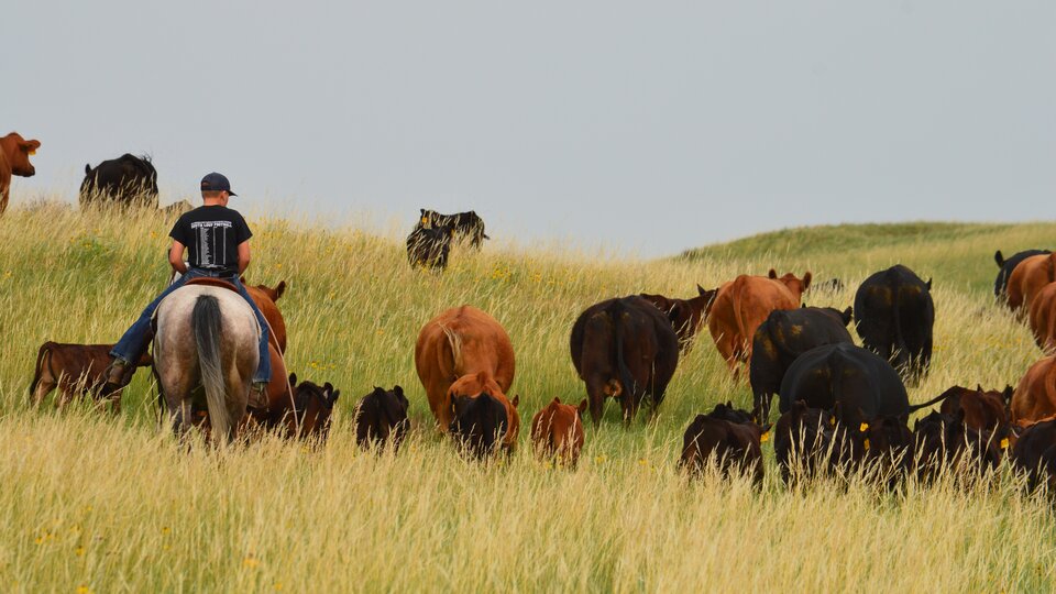 Herding cattle on horseback at Diamond Bar Ranch