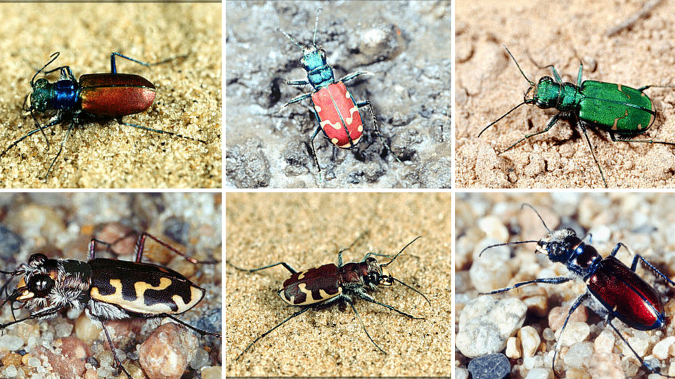 Various images of tiger beetles found in Nebraska